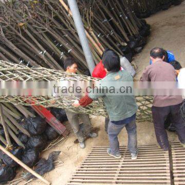 Lagerstroemia Indica Tree Different Shape Packing and Loading