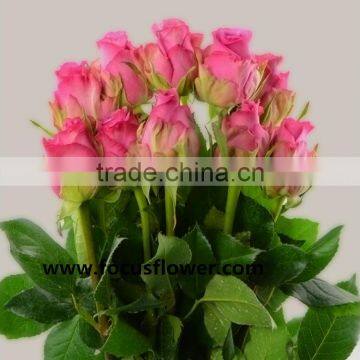 Professional export fresh cut rose supply high quality fresh cut flower purpl rose cool beauty for parties factory prize supply