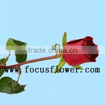 Wholesale love roses flowers fresh flowers black magic rose with 20stems/bundle from yunnan aibaba com