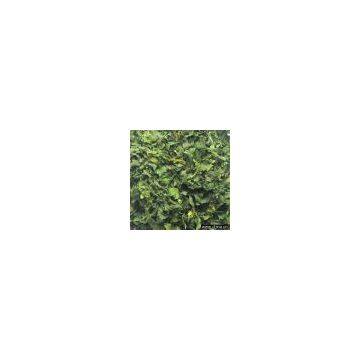 Sell Dehydrated Celery Leaves