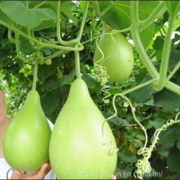 Gourd seed green squash seeds no.82