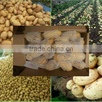 (HOT) Colourful Pepper:Exported to Britain, the Middle East, Southeast Asia photo-5