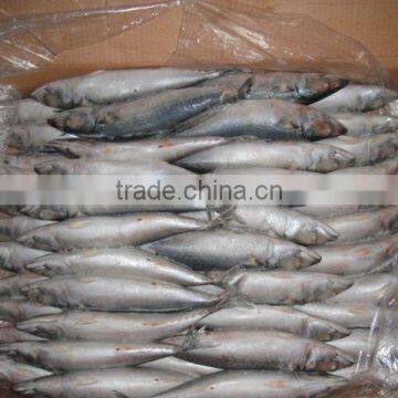 Frozen Mackerel for Bait photo-4