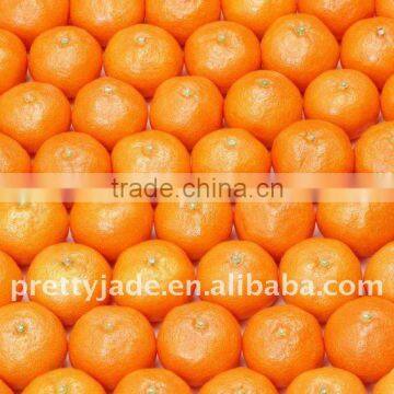 Chinese Baby Mandarin orange