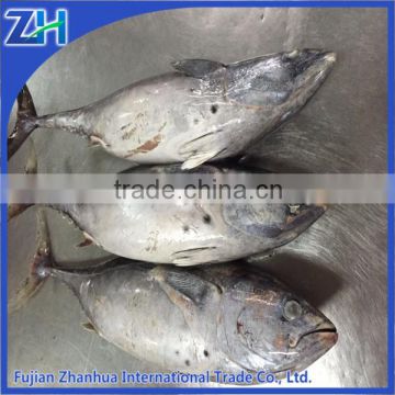 frozen bonito whole tuna fish flake for sale