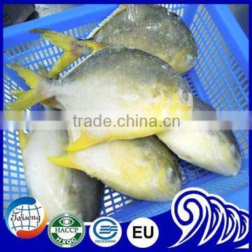 New Arrival Frozen Round Golden Pomfret/Pompano Fish Wholesale Food Prices