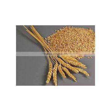 Indian Wheat