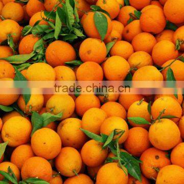FRESH ORANGES
