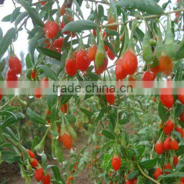 Goji Berry (Lycium Barbarum)