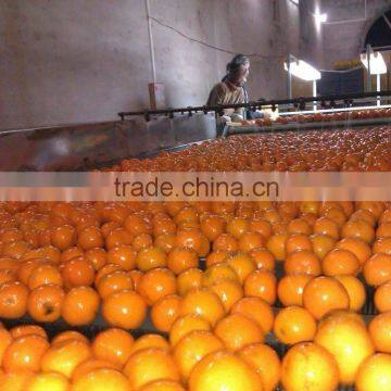 New Year 2017 Special Offer - Export Quality Kinnow Mandarin From Pakistan
