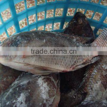 Frozen Whole Round Gutted Black Tilapia (Oreochromis Niloticus)