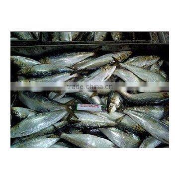 frozen seafood frozen sardine for sale