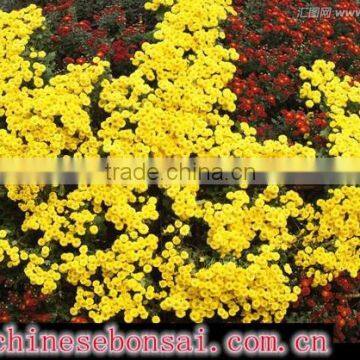 Chrysanthemum