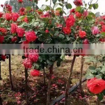 Natural product type potted rose