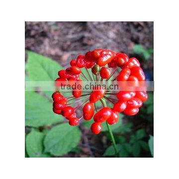 Best quality Natural ginseng OEM service