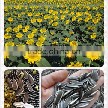 Purity 99.99% Inner Mongolia Sunflower Seeds Price