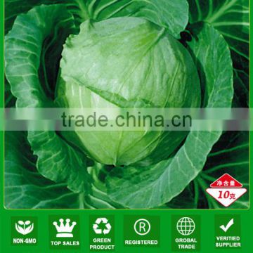 C03 Xiaguan mid-early maturity 50 days f1 hybrid Chinese cabbage seeds