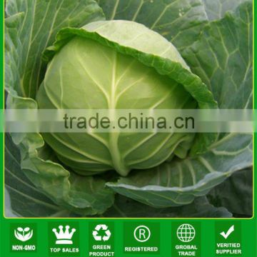 JC35 Yaxia Early type resistance to heat hybrid cabbage seeds f1