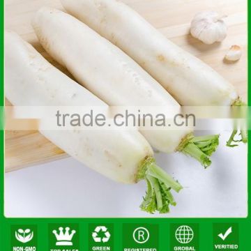 NR13 Weiyi Hybrid white radish seed