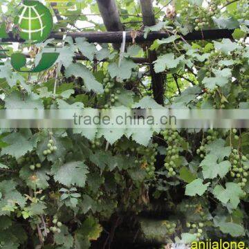 WY-095 Agricultral Bamboo Fence / Bamboo Trellis for Sale