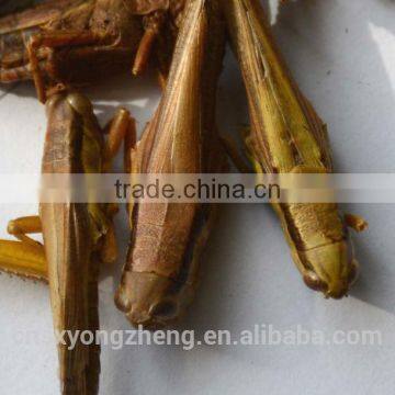 Freeze Dried Grasshoppers photo-2