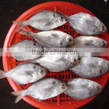 silver pomfret