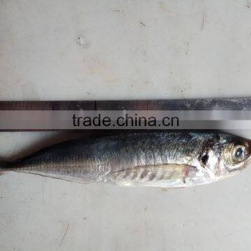 Frozen Hot Sale Fresh W/R Horse Mackerel China-made Fish photo-3