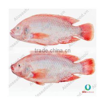 BLACK TILAPIA/ RED TILAPIA/ OREOCHROMIS/ PERCH photo-2