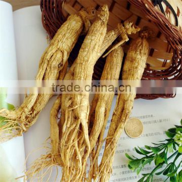 Best Price White Panax Ginseng with Tails, Panax Ginseng