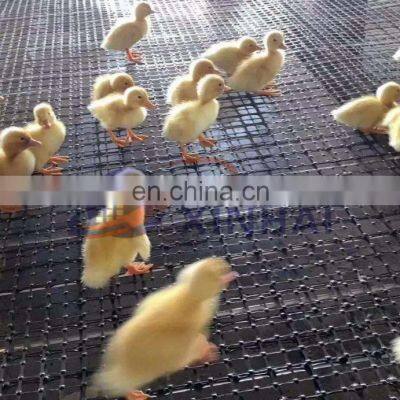 Plastic Flat Net Cheap Farm Fence From China Xinhai Factory photo-3