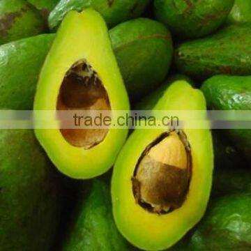 Fresh avocado hass