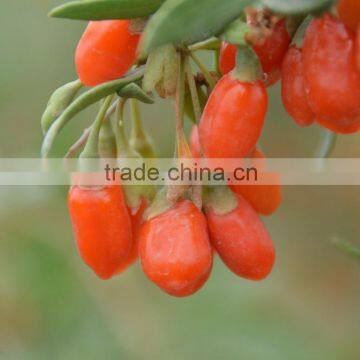 Organic Chinese Goji Berry 2016
