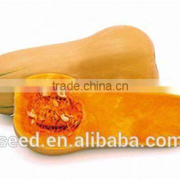 Naivy chinese orange red organic pumpkin seeds