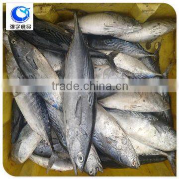 Frozen Fish Skipjack Tuna Price photo-2
