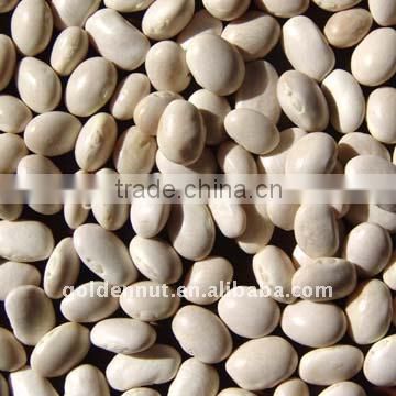 Small white kidney beans (japan white)