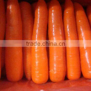 Fresh Carrot/Shandong carrot/Pingdu carrot