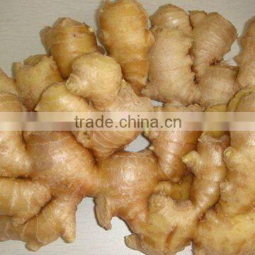 Sell 250g and up Ginger from Jining Brother