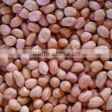 peanut kernals round type