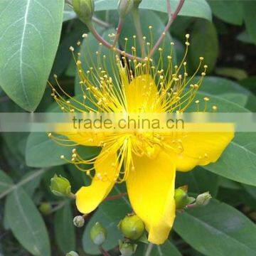 St. John's Wort Extract