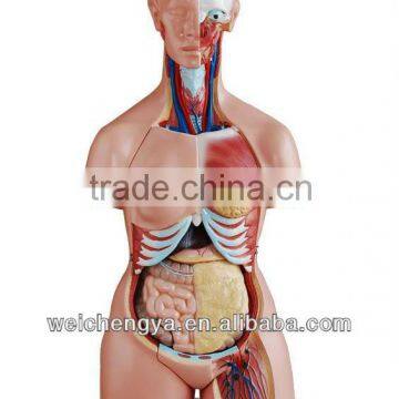 85CM Tri-sex Torso 21 Parts