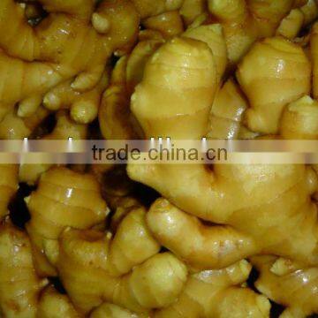 Chinese Low Price Ginger