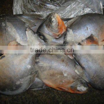 Frozen Red Pomfret