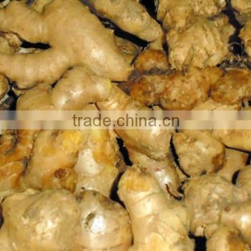 Qualtiy Ginger Viet Nam 2014 - 2015