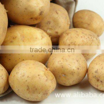 chinese fresh potato