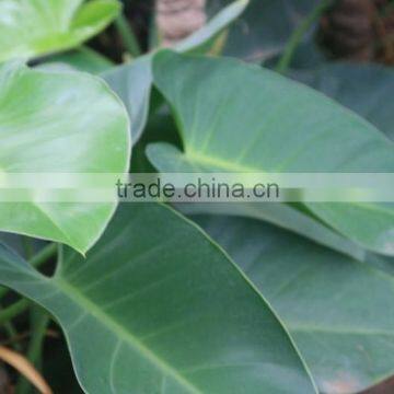 Philodendron species emerald duke Philodendron Green Leaved