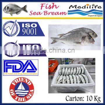 Fresh sea bream, High Quality Fish Sea Bream, Tunisian Fish