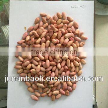 new crop peanut kernels