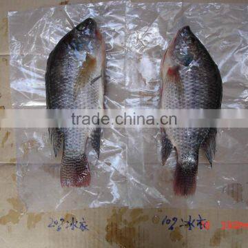 Frozen tilapia whole round