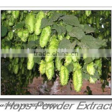 Hops Extract Powder