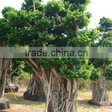 Ficus microcarpa/Ficus bonsai/Ficus tree